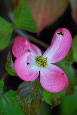 Cornus florida 'Cherokkee Chief' - květ